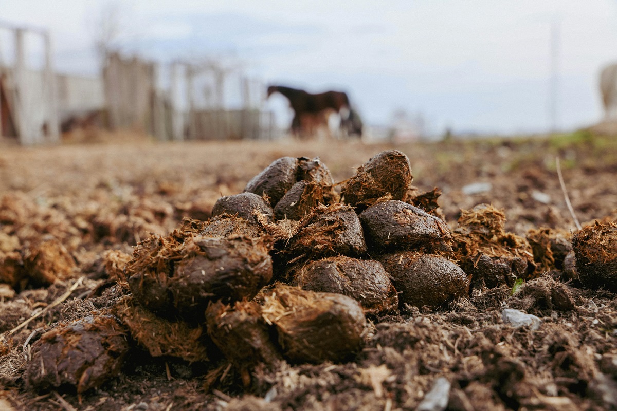 Animal Manure
